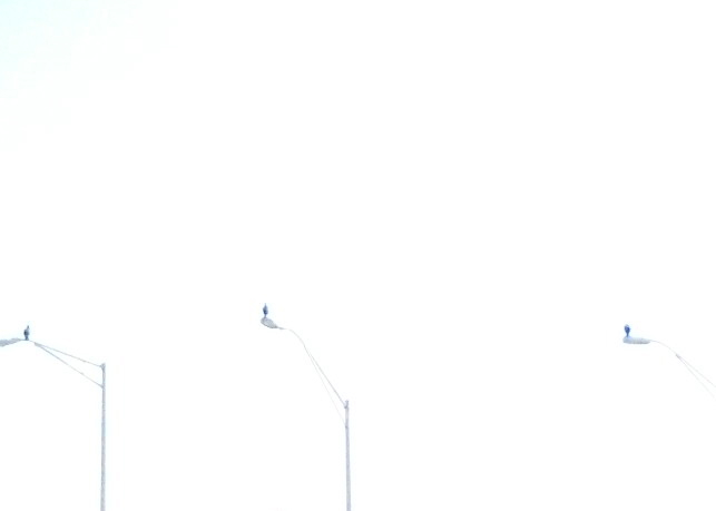 Birds!